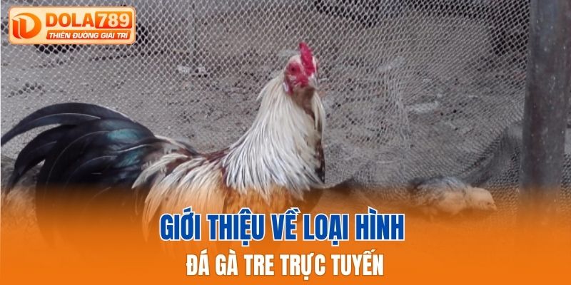 Giới thiệu về loại hình đá gà tre trực tuyến