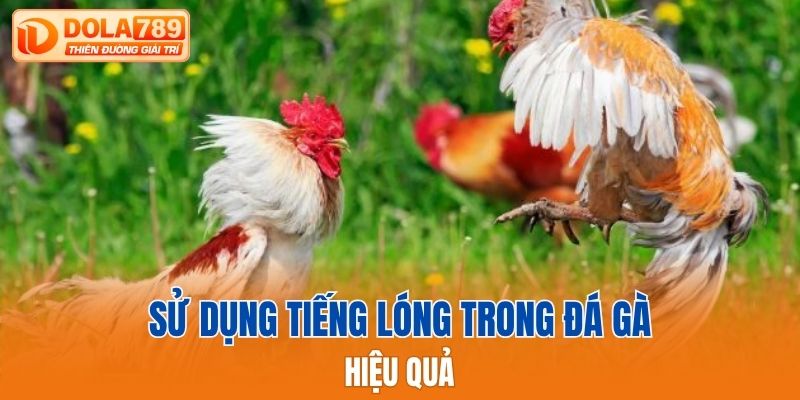 Sử dụng tiếng lóng trong đá gà hiệu quả